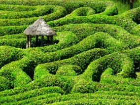 Maze